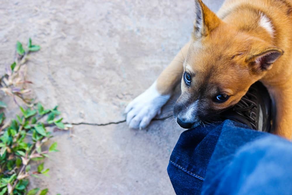 Biểu hiện của chó dại - Cách nhận biết và ứng phó kịp thời với bệnh dại ở thú cưng